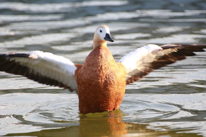 Семейство Утиные (Anatidae)
