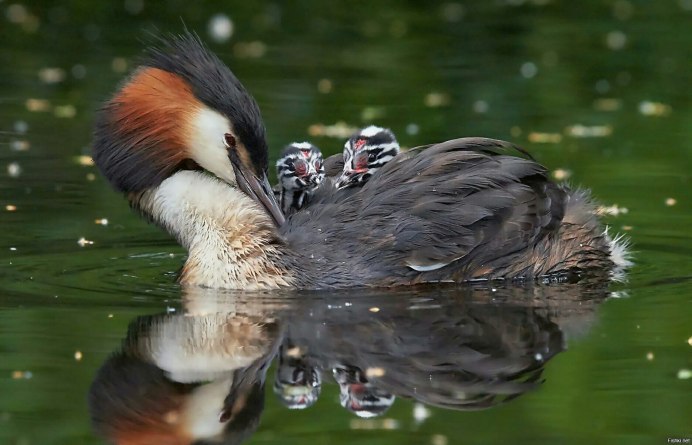 Утка поганка чомга