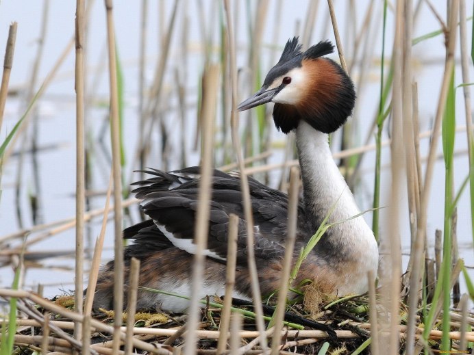 Чомга водоплавающая птица