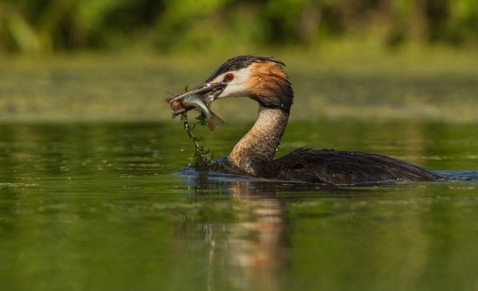 Большая поганка чомга