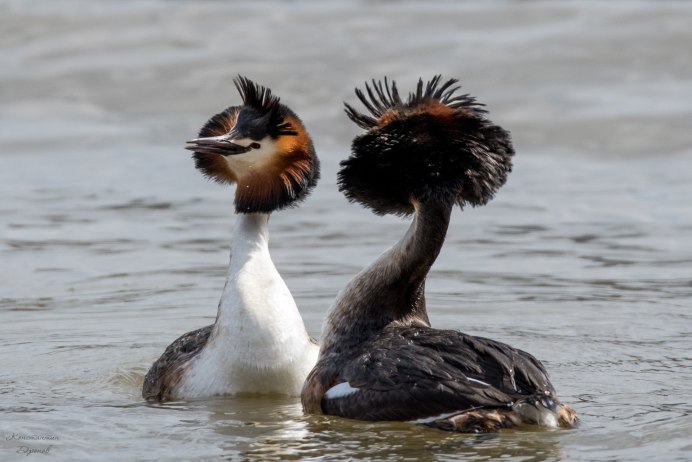 Половой диморфизм у чомги
