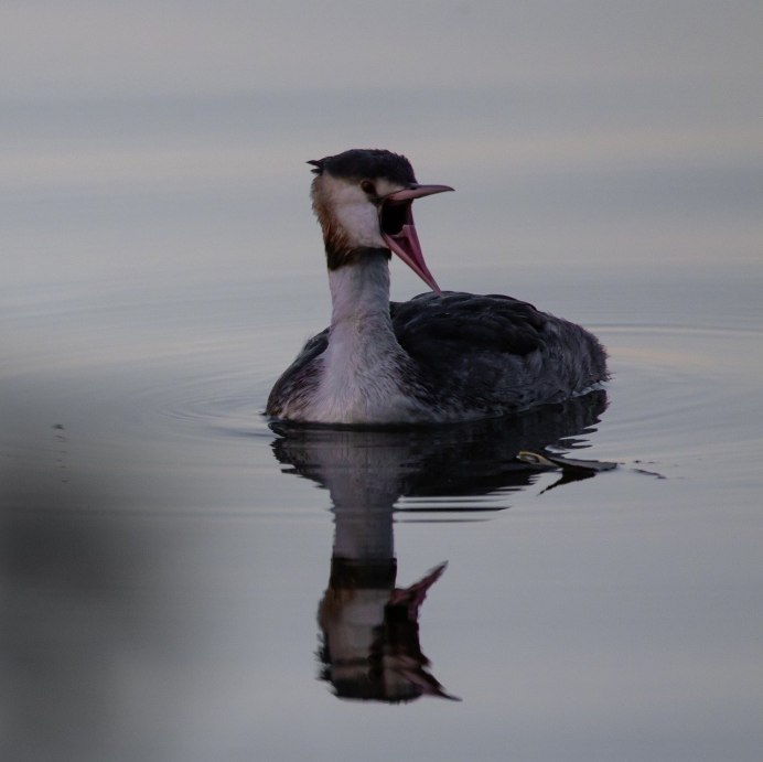 Утка нырок чомга