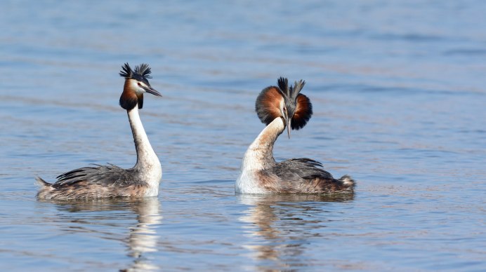 Чубатая поганка
