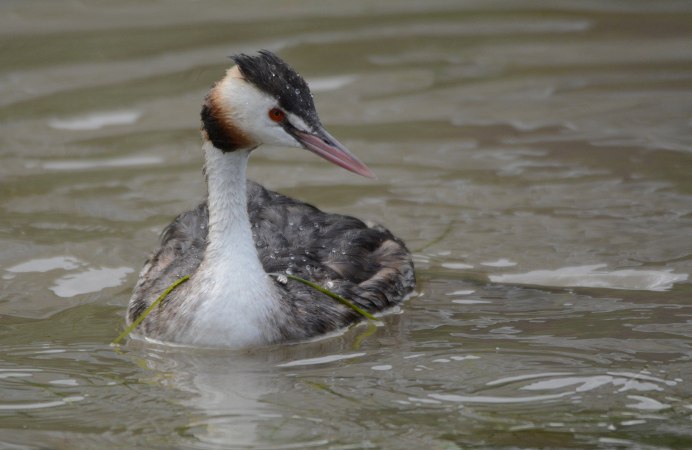 Нырок чомга