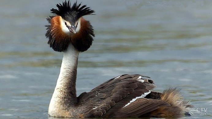 Поганка чомга птица