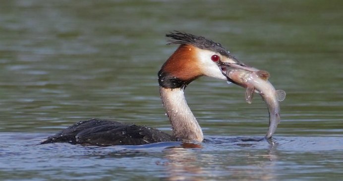 Гагарка чомга птица поганка