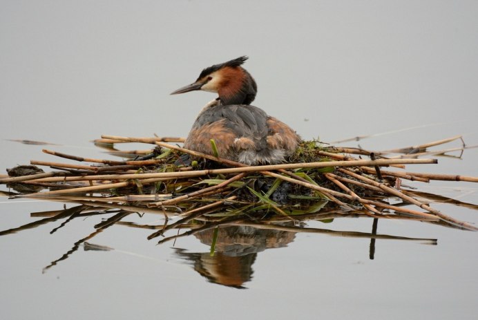 Болотная Курочка лысуха