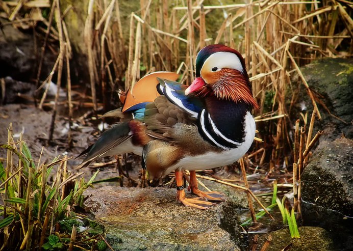 Чомга хохлатая