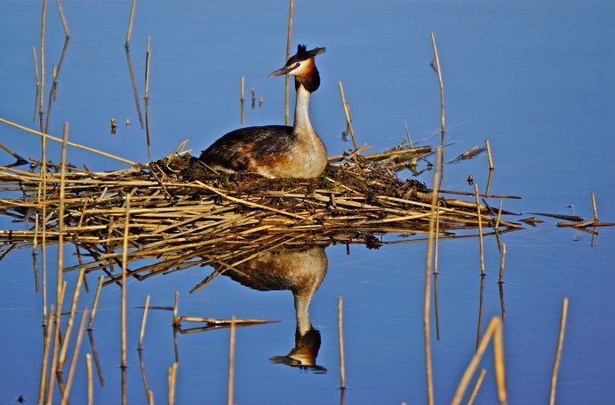 Хвостик утки