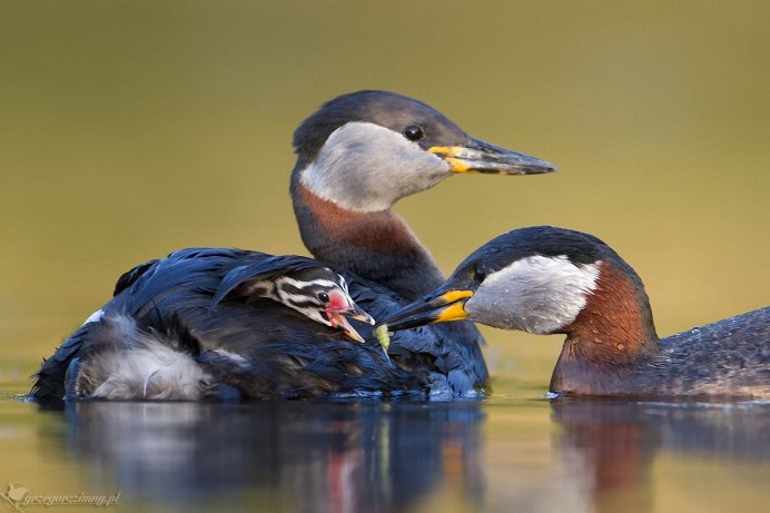 Гнездующие птицы в Карелии над водой