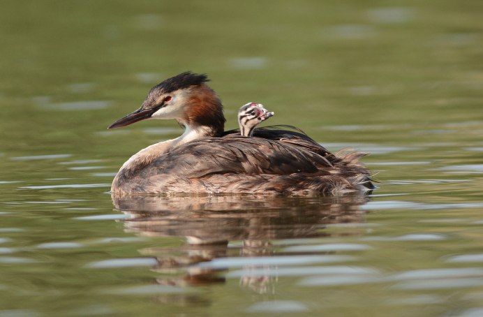 Чомга птица птенцы