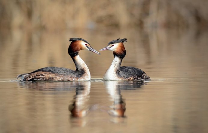Утка поганка чомга