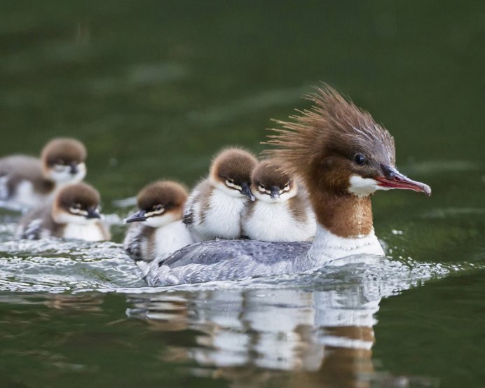 Поганка малая (Podiceps ruficollis)