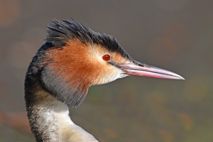 Поганка клюв