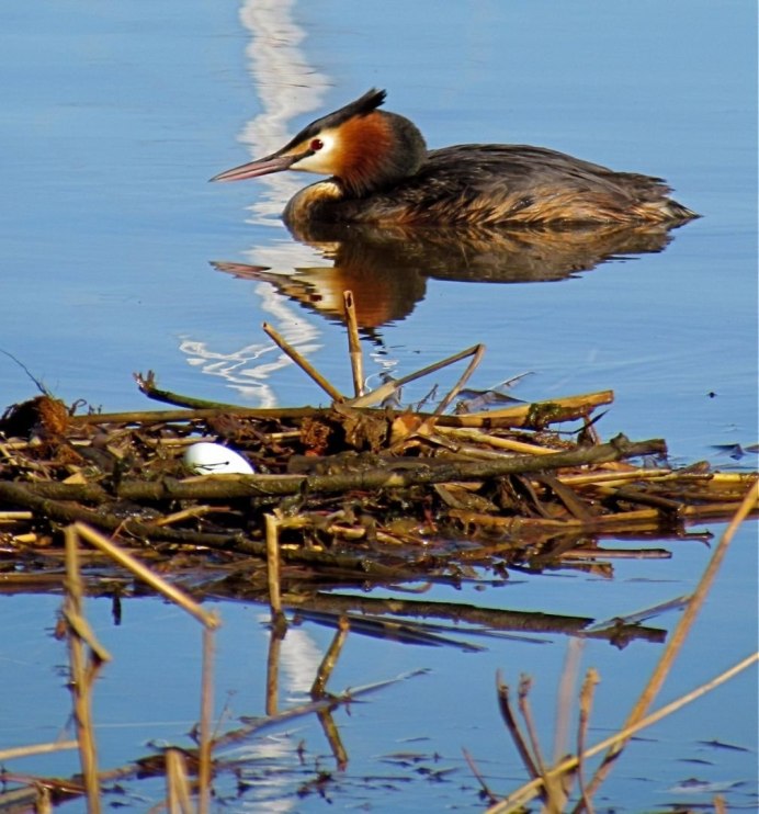 Утки на Байкале
