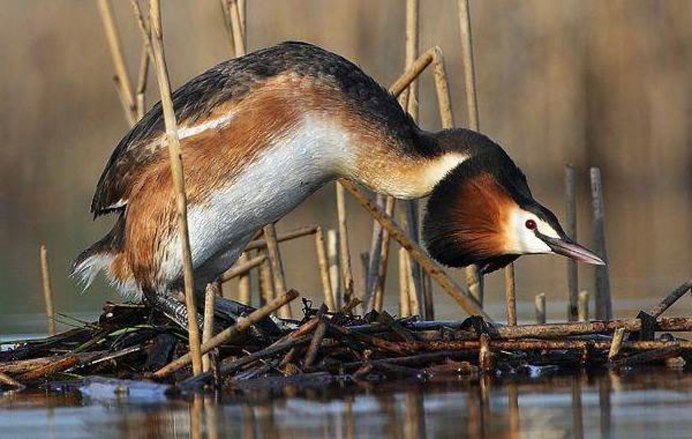 Утка Каролинка самка