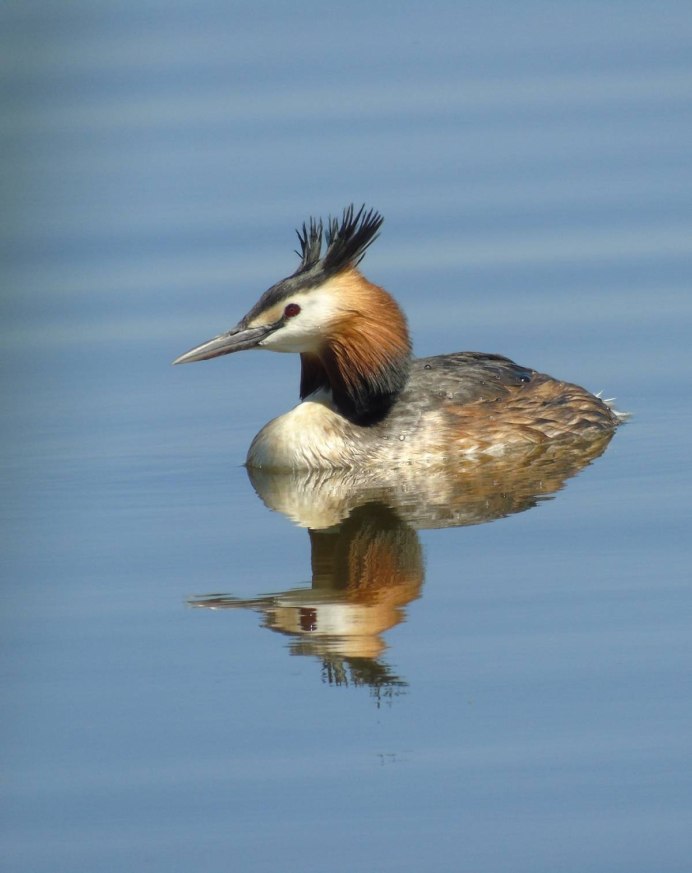 . Большая поганка (чомга) Podiceps cristatus