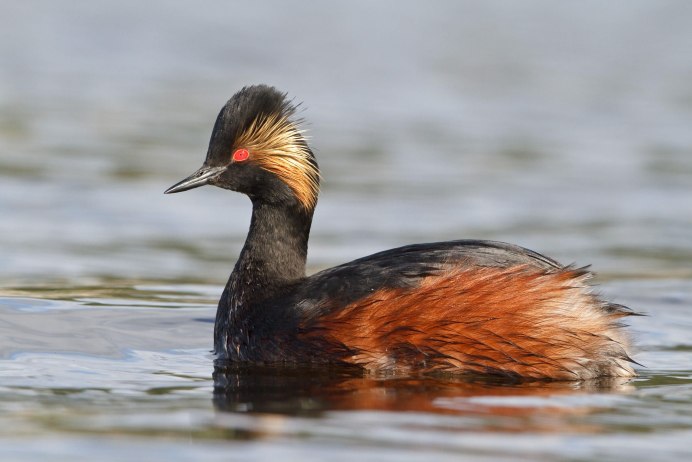 Серощекая поганка птица