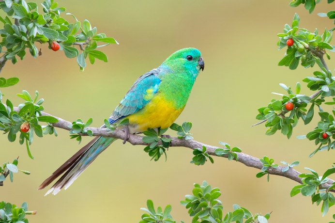 Blue-Rumped Parrot