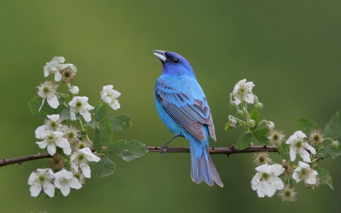 Голубой овсянковый Кардинал