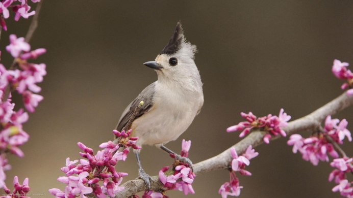 Красивая птица на ветке