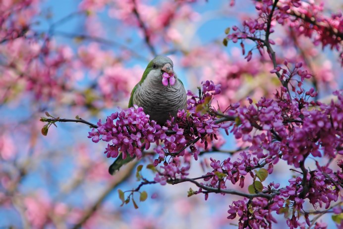 Птичка Колибри