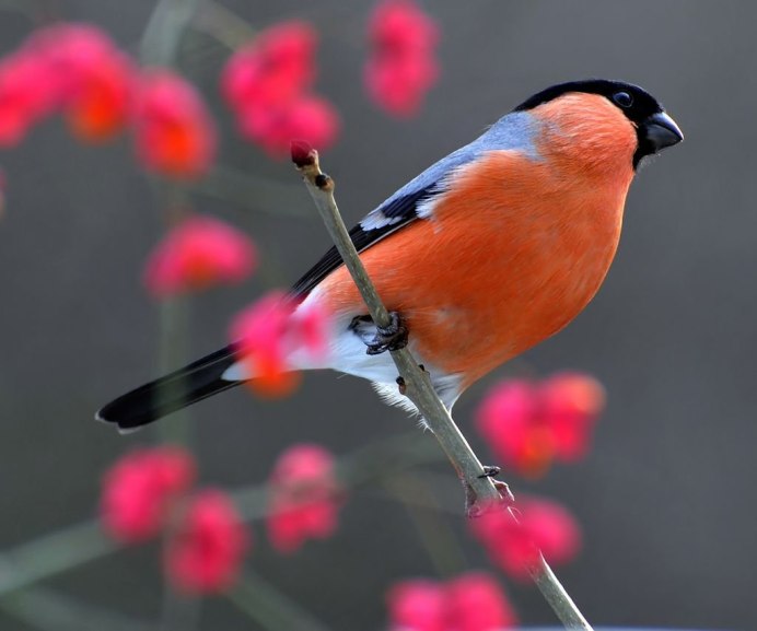 Воробьинообразные Снегирь