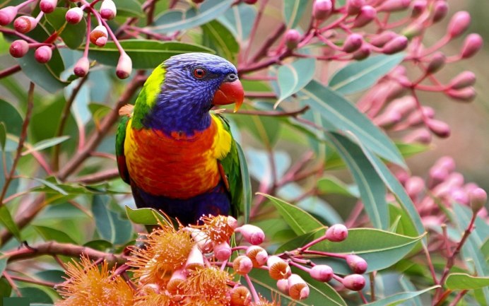 Павлины в природе