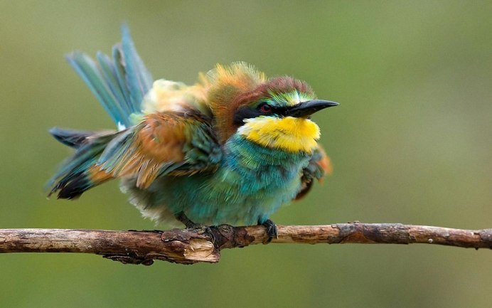 Попугай Королевский Розелла