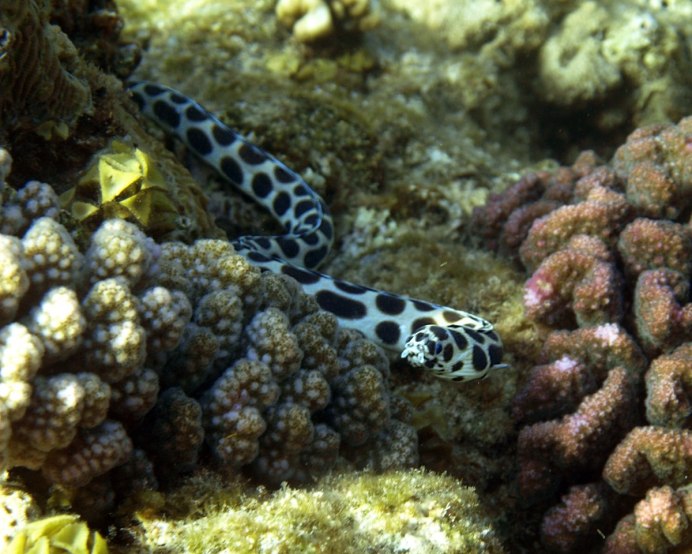 Морской Крайт плоскохвост