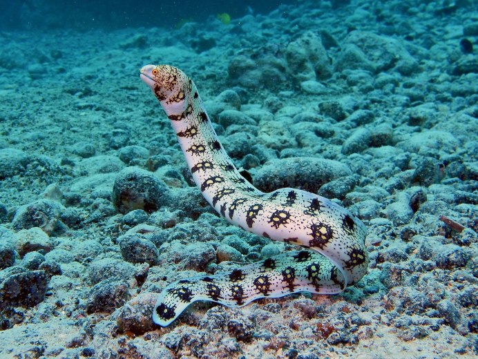 Морская змея Белчера