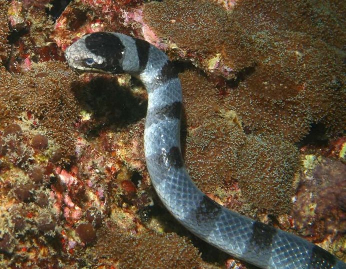 Морская змея Белчера