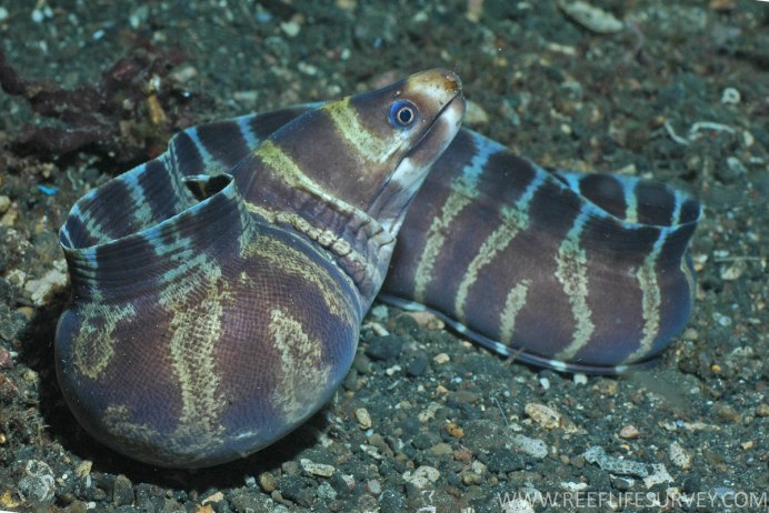 Echidna polyzona