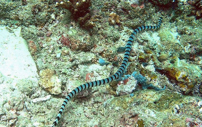 Оливковая морская змея Дюбуа