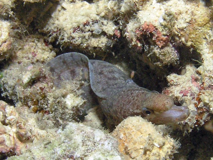 Dangerous Sea creatures