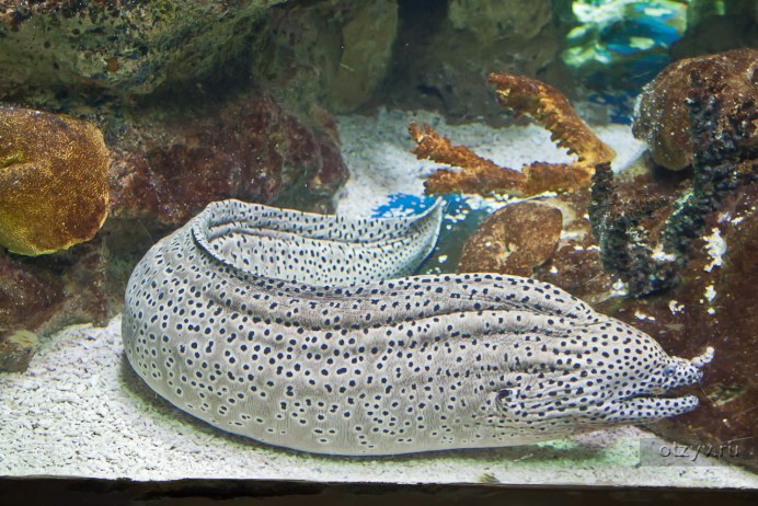 Морской Крайт плоскохвост