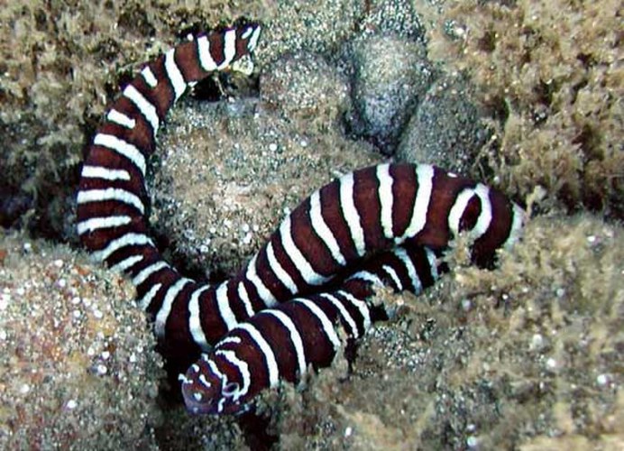 Gymnothorax eurostus