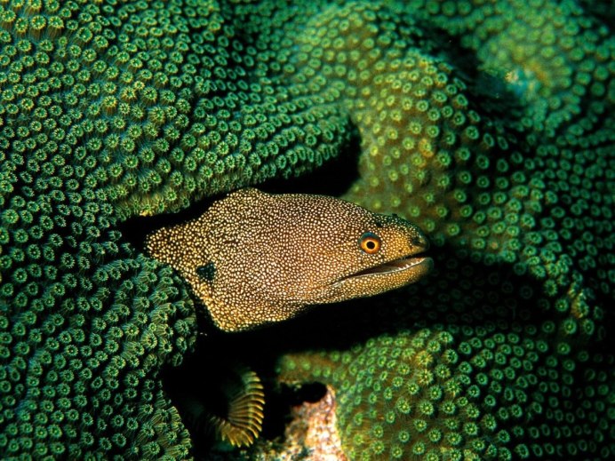 Морская змея Белчера