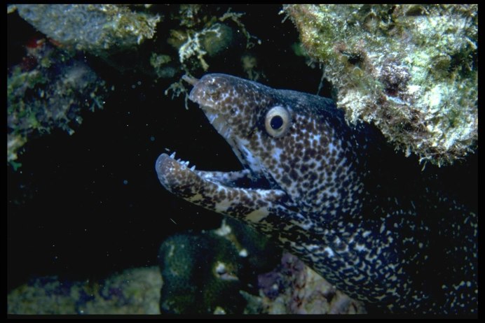 Muraena melanotis