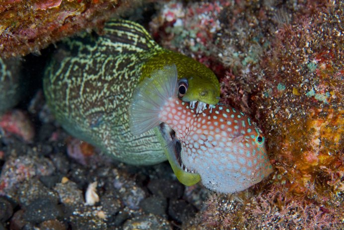 Moray eel рыба