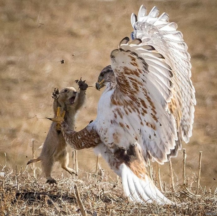 Коршун несет добычу