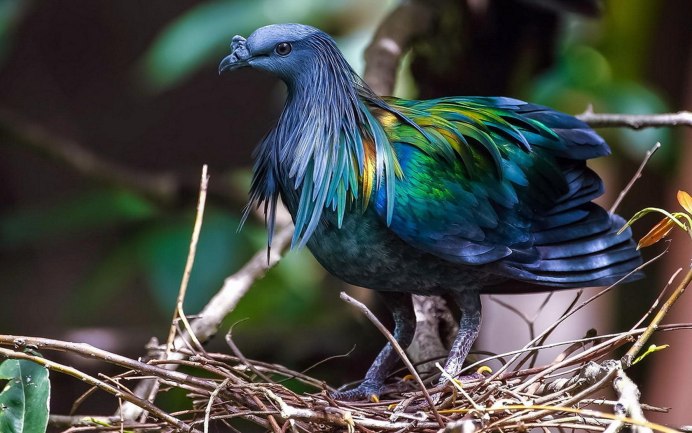 Blend Tool animals Pigeon