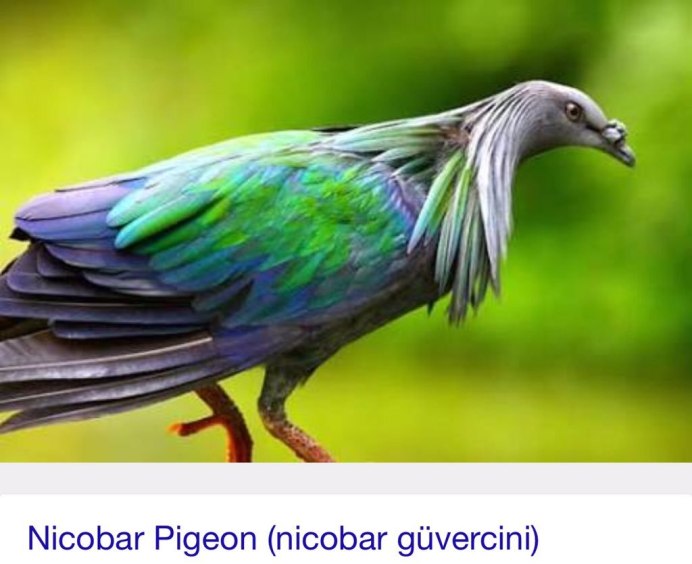 Никобарский голубь (Caloenas nicobarica)