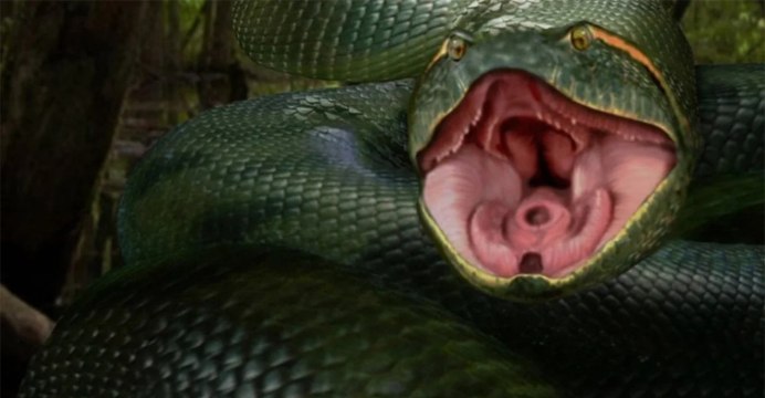 Анаконда змея фото