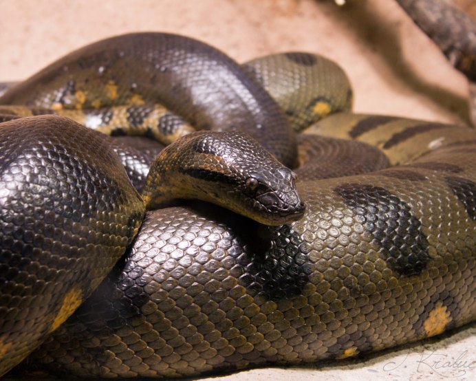 Анаконда змея