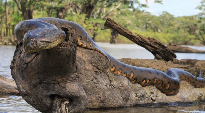 Огромная страшная змея