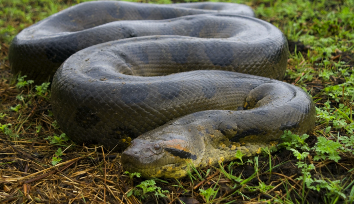 Тони Фергюсон удушающий дарс