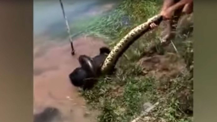 Анаконда зеленый купить авито