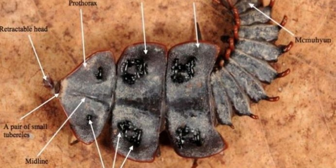 Platerodrilus paradoxus