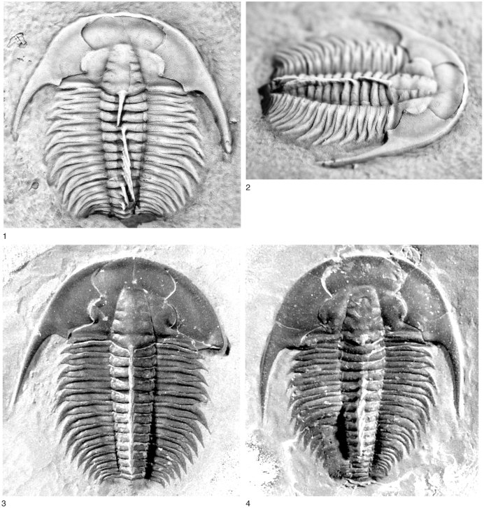Polyzosteria Mitchelli таракан